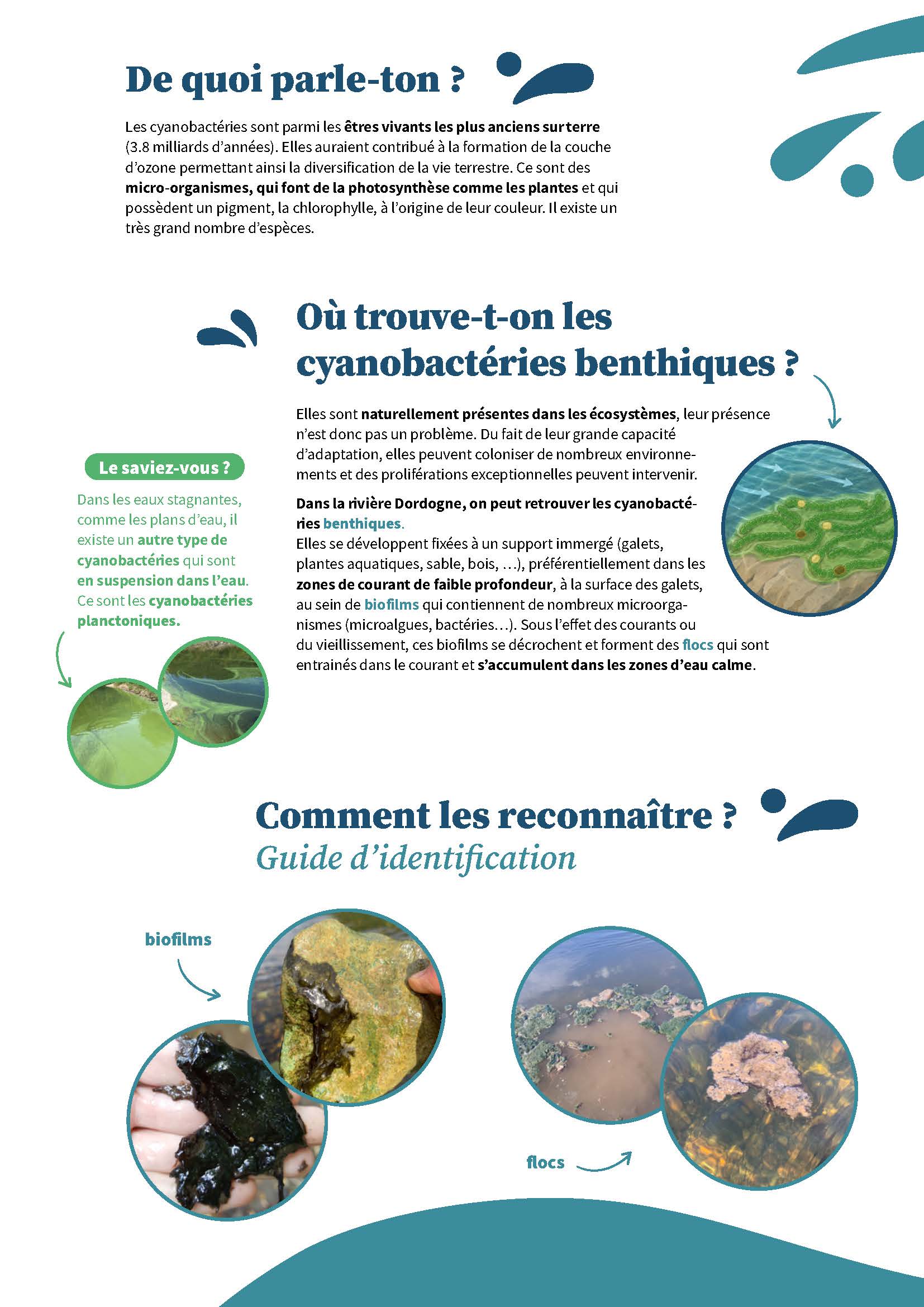 Plaquette_cyano_benthiques_Page_2